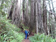 Redwood NP 2014